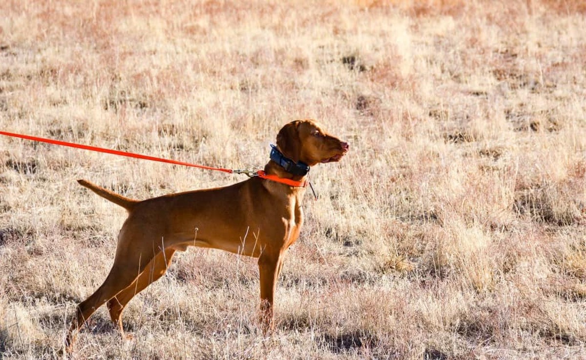 Image of Everlong's Revere