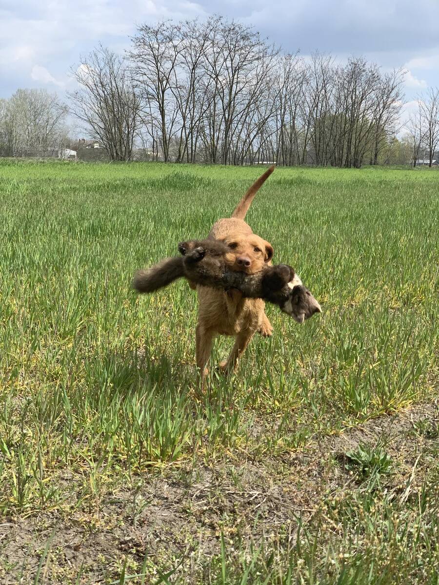 Image of Zabosfai Harmat