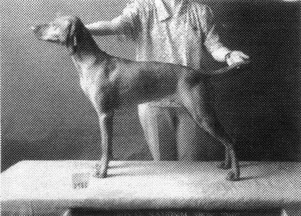 Image of Aranyoz Im Incorrigible