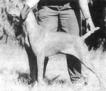 Image of Desvon Arany Csillag