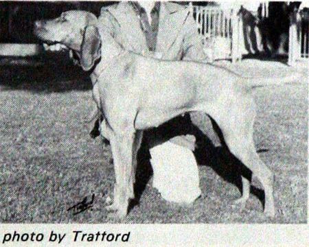 Image of Caracalla Currarong