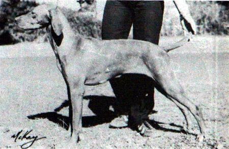 Image of Aranyoz B Kisanya