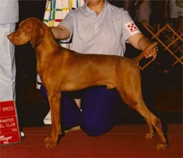 Image of Reignbo's Aldebaran Pilot