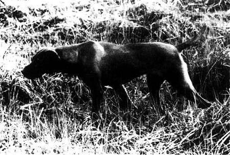 Image of Mindenday Zsa Zsa