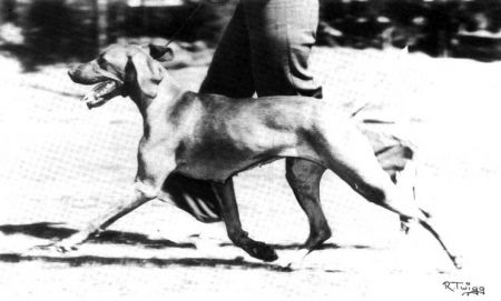 Image of Hanafor Hires Fruska