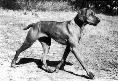 Image of Caracalla Currarong