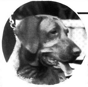 Image of Saline Foremost