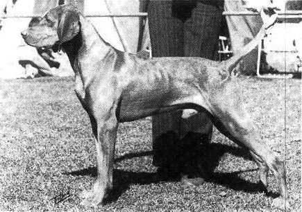 Image of Caracalla Cudmirrah