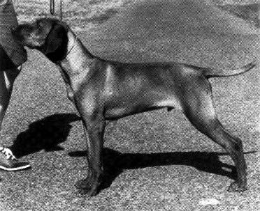 Image of Aranyoz Cigan Omar