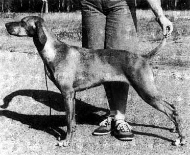 Image of Aranyoz B Kisanya