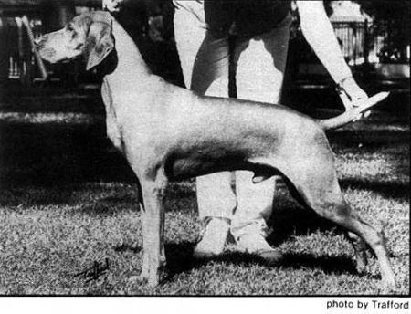 Image of Aranyoz Cigan Omar