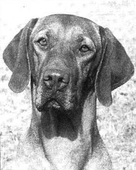 Image of Aranyoz Edes Eliza