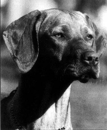 Image of Pretorium Im Ibrika