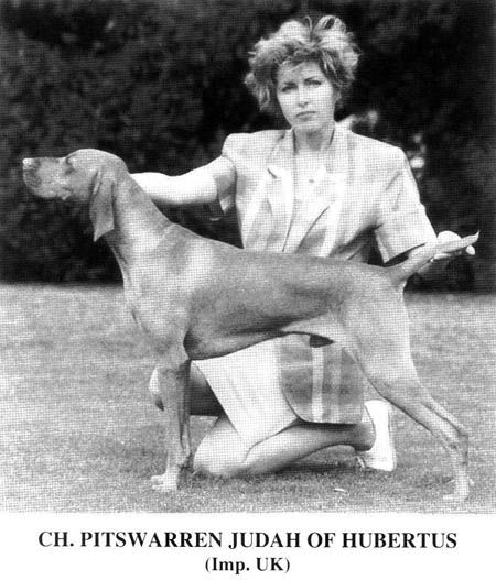 Image of Pitswarren Judah of Hubertus