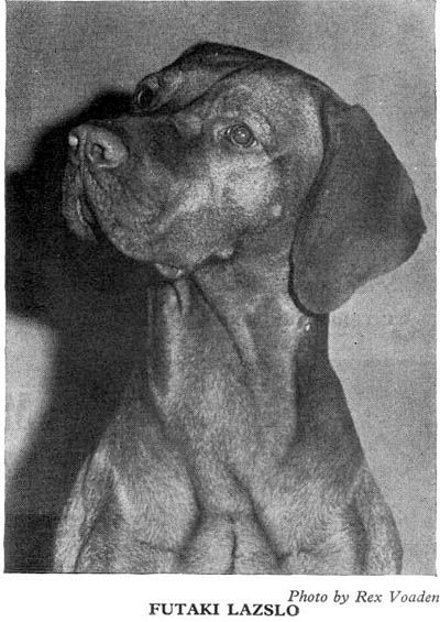 Image of Futaki Lazslo