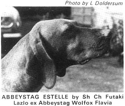 Image of Abbeystag Estelle