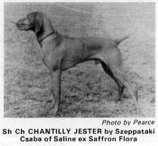 Image of Chantilly Jester