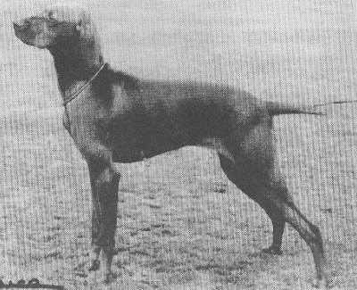 Image of Galfrid Jade