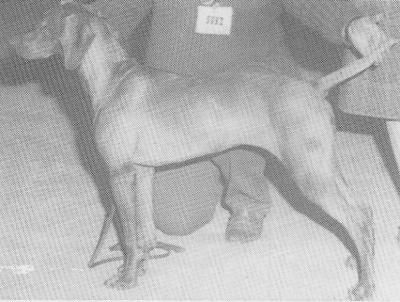 Image of Abbeystag Bruna