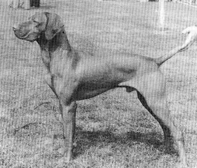 Image of Futaki Lazslo