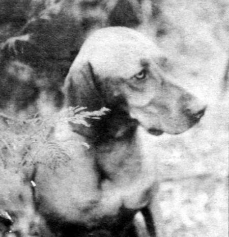 Image of Deddick Aletta