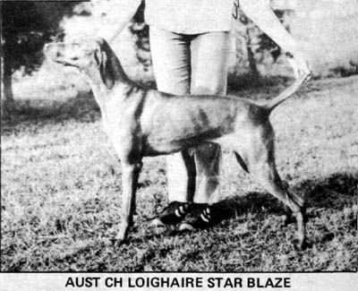 Image of Loighaire Star Blaze