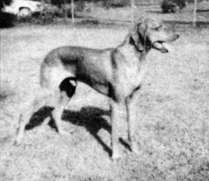 Image of Zigeuner C Ballaton