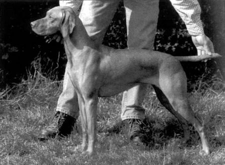 Image of Gardenway Dawn Breeze