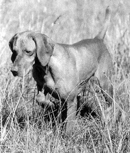 Image of Hanafor Lady Wychbold