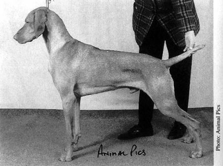 Image of Hanafor Kytoff Chtcherbo