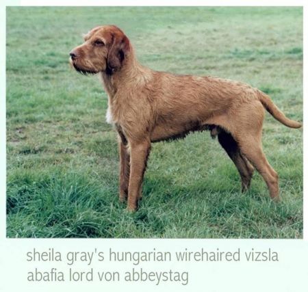 Image of Abafia Lord von Abbeystag