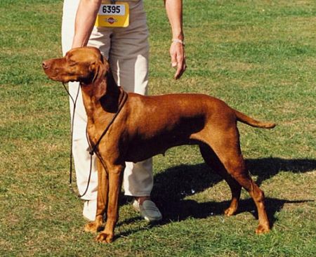 Image of Nicael Hellis at Alsziv