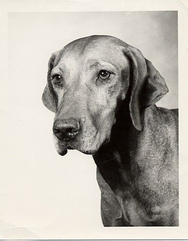 Image of Behi's Csinos Csiny