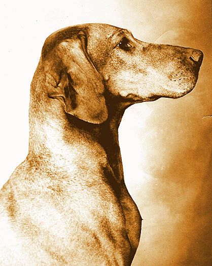 Image of Behi's Csinos Csiny