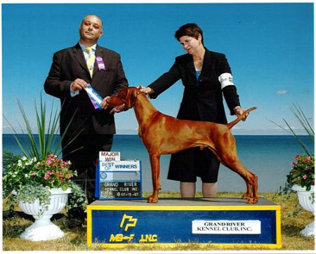 Image of Paradox Glorybound Brok