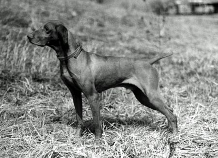 Image of Sam's Star-Buck