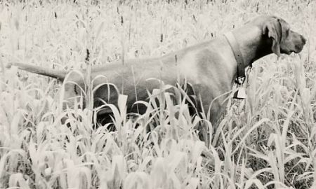 Image of Futaki Darocz