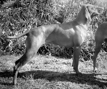 Image of Heart N Soul of Szep-Allat