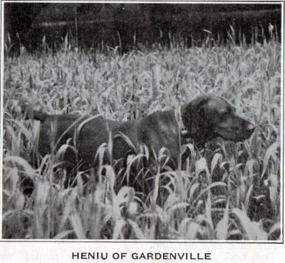 Image of Hunor / Heniu of Gardenville