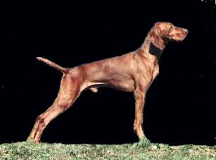 Image of Paradox Raketa Kep