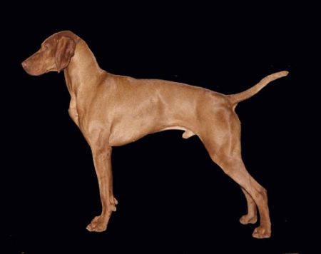 Image of Paradox Clark Gable