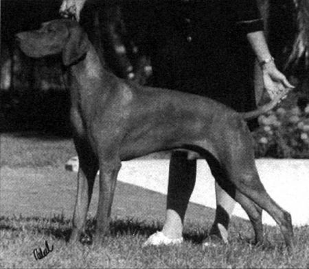 Image of Hubertus Cimeres Ceger