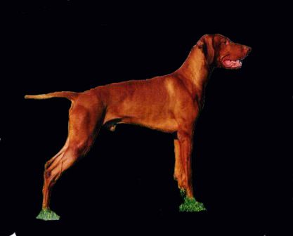 Image of Hubertus South Pacific