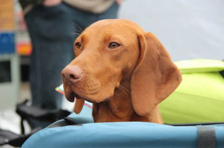 Image of Lina Jantar Devil