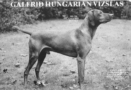 Image of Galfrid Bennet