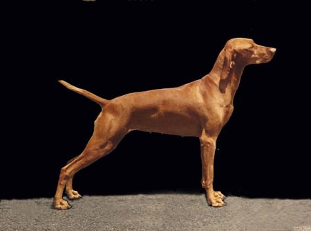 Image of Aranyoz Im Incorrigible