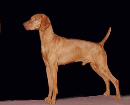 Image of Cody's Dark Star