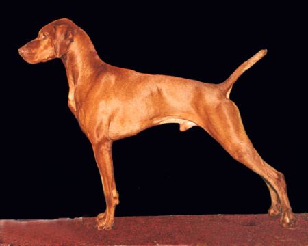 Image of Jilar Parker A-One Special