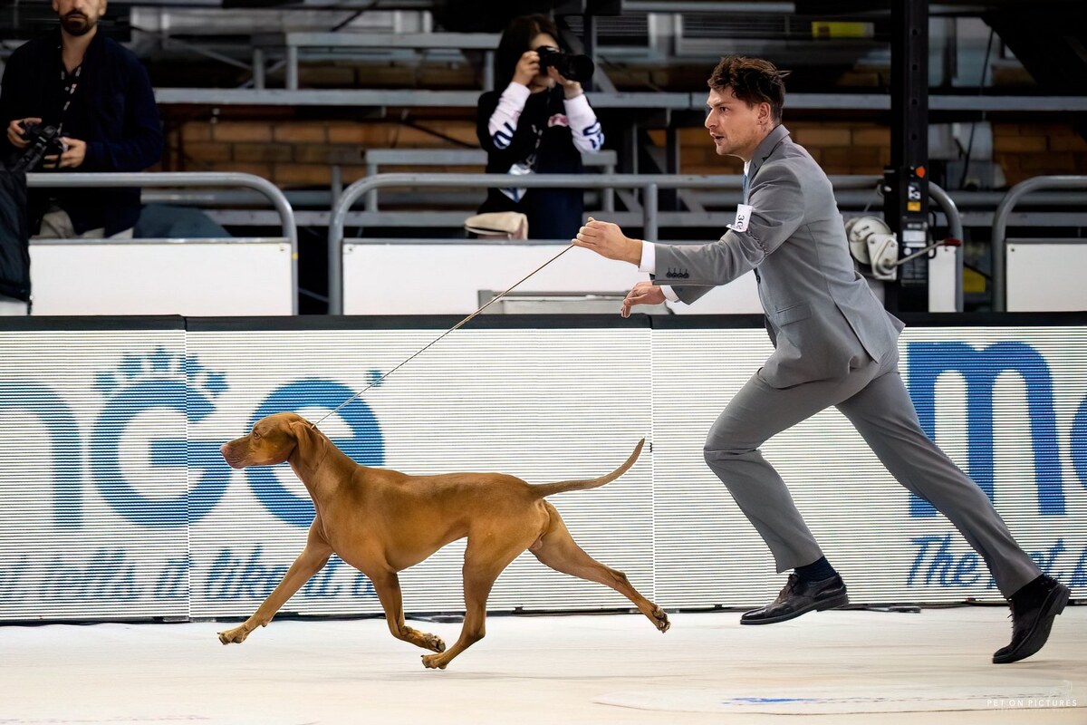 Image of Butterfly Hunter Casper