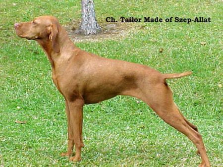 Image of Tailor Made Of Szep-Allat